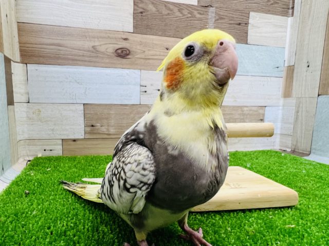 オカメインコ