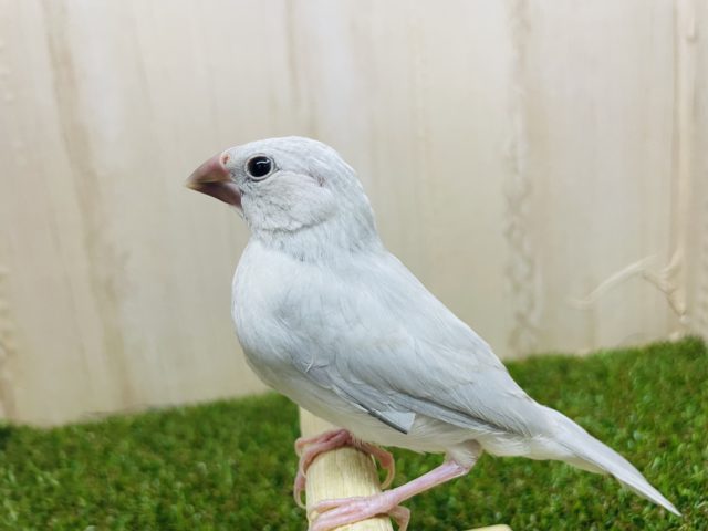 シルバー文鳥