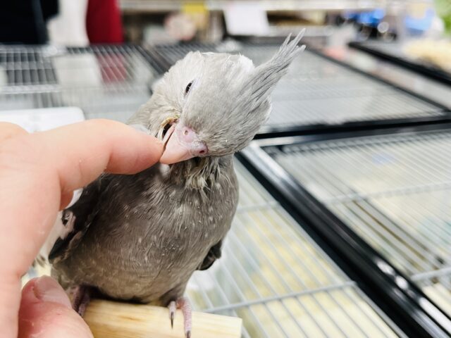 オカメインコ