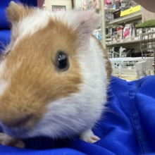 茶✖️白の2色カラー！ぷいぷいモルモットちゃん！！　