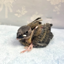 可愛さMAX💛桜文鳥２０２２年１１月生まれ