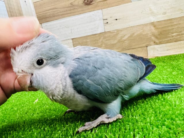 オキナインコ