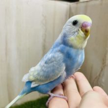 最新画像になりますよ！！堂々と魅せてくれます🌟　セキセイインコ　パステルレインボースパングル