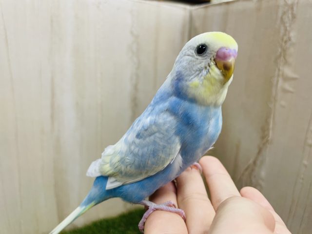 最新画像になりますよ！！堂々と魅せてくれます🌟　セキセイインコ　パステルレインボースパングル