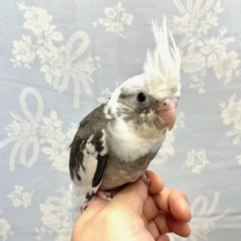 みてみて☆オカメインコ（ホワイトフェイス）２０２２年１０月生まれ