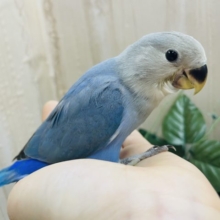 元気いっぱい！！パタパタコザクラインコ！　ターコイズ