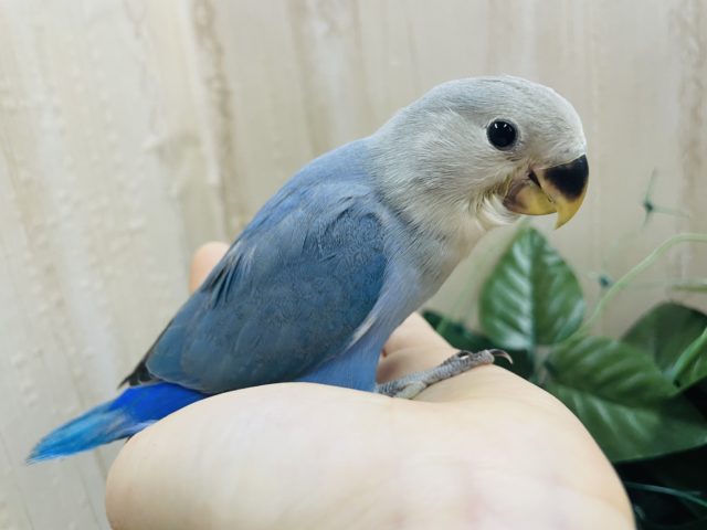 元気いっぱい！！パタパタコザクラインコ！　ターコイズ