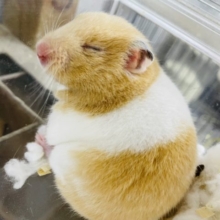 本店限定☆冬だ❄︎もふもふハムスターフェア開催中！！