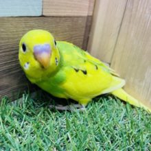 明るいお色のヒナさんです！セキセイインコのパイド！