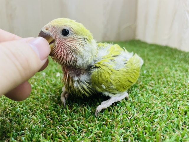 コザクラインコ（小桜インコ）