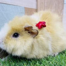 見た目もカラーも可愛いんですっ！テディモルモットの二色！
