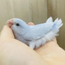 レアカラー✨ちょこ〜んとマメたん！　マメルリハ　ダイリュートヴァイオレット　女の子