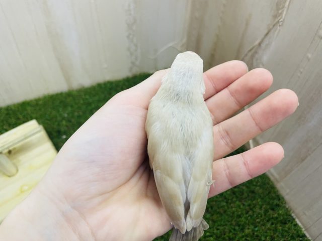 シナモン文鳥