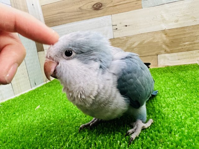 オキナインコ