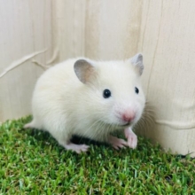 ふわっとした感じがたまらない❤️ 王道キンクマハムスター！！