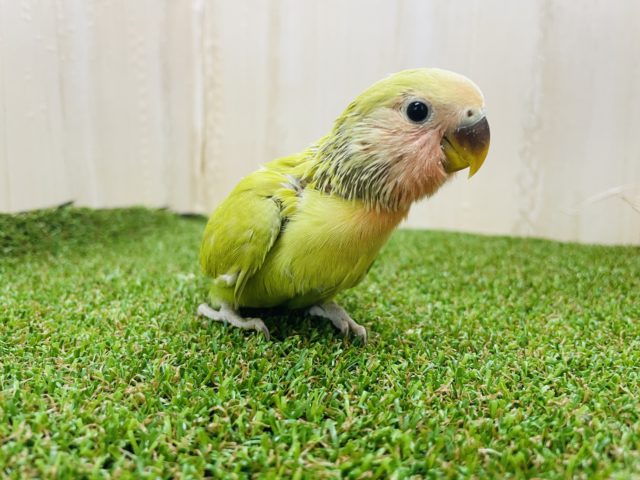 コザクラインコ（小桜インコ）