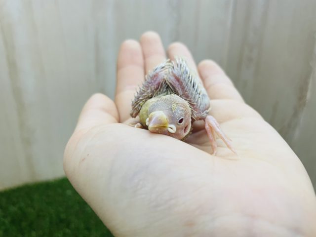 シナモン文鳥