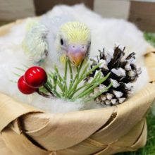 明るいグリーンとイエローの人気カラー！セキセイインコのパステルカラーレインボー！
