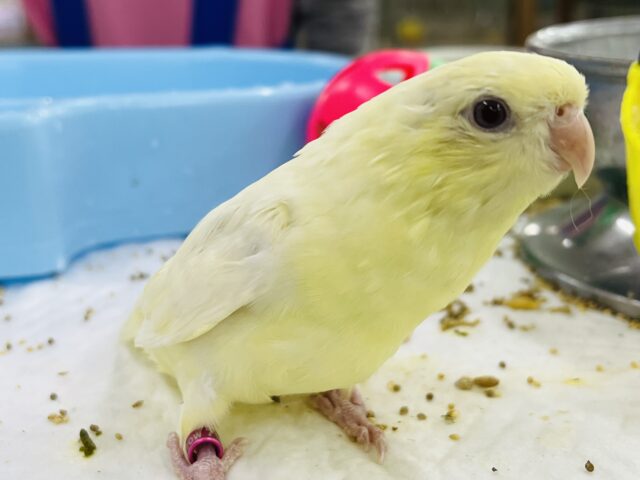 サザナミインコ