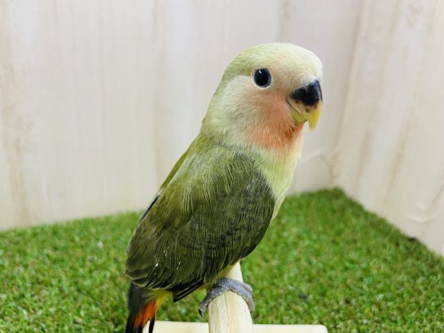 コザクラインコ（小桜インコ）