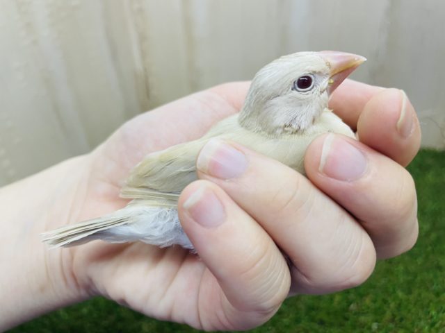 シナモン文鳥