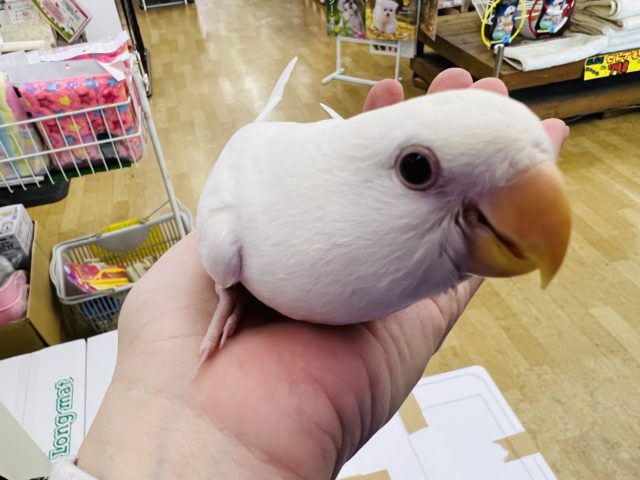 コザクラインコ（小桜インコ）