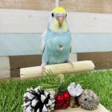 明るいブルーが可愛いんですっ！セキセイインコのパステルレインボー！