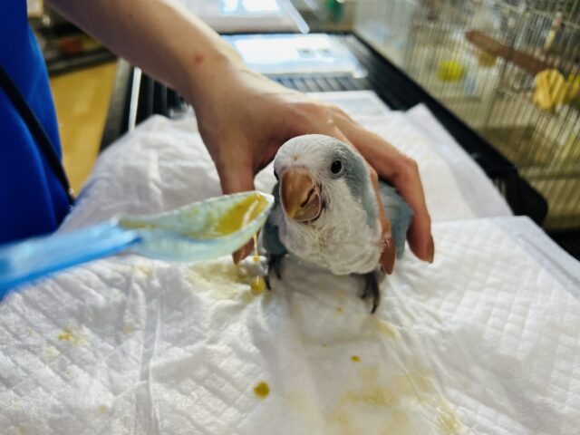 オキナインコ