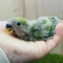 定番人気⭐️ 可愛さには自信あり‼️ コザクラインコ　ノーマル