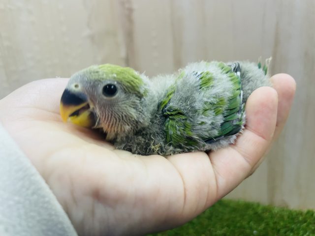 定番人気⭐️ 可愛さには自信あり‼️ コザクラインコ　ノーマル