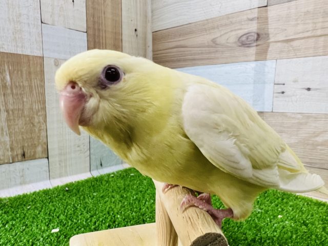 サザナミインコ