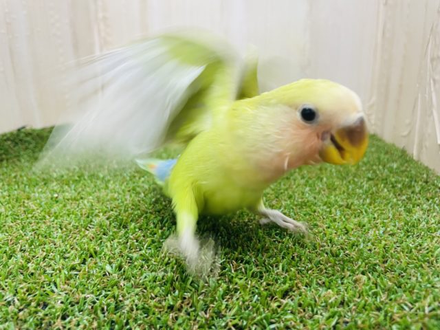 コザクラインコ（小桜インコ）