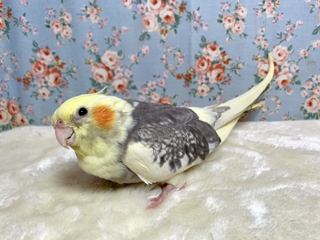 オカメインコ