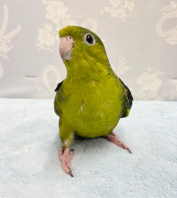 仕草が好き❤️サザナミインコ(ノーマル) 2022年2月生まれ