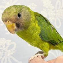 珍しいよ❤️コセイインコ  2022年5月生まれ