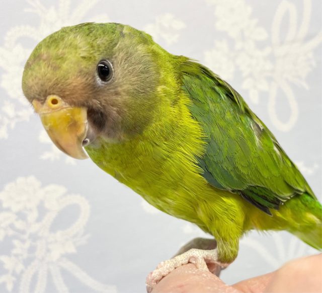 珍しいよ❤️コセイインコ 2022年5月生まれ