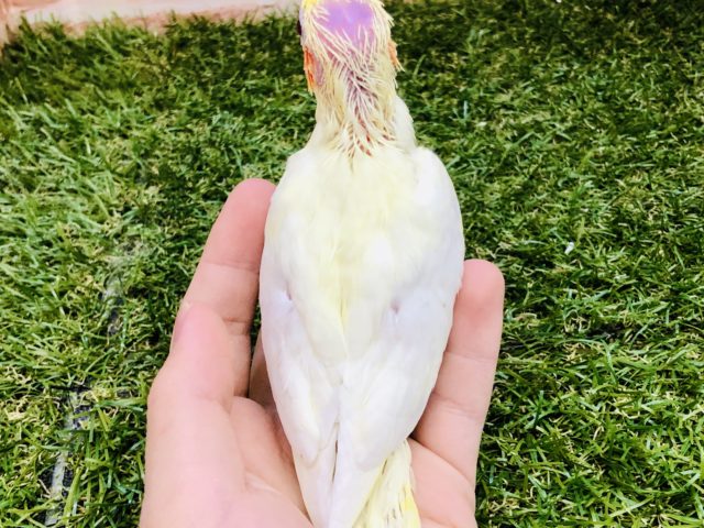 オカメインコ