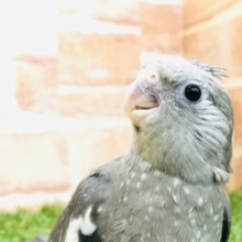 久々入舎！　オカメインコ　ホワイトフェイス　R４　１２／１撮影