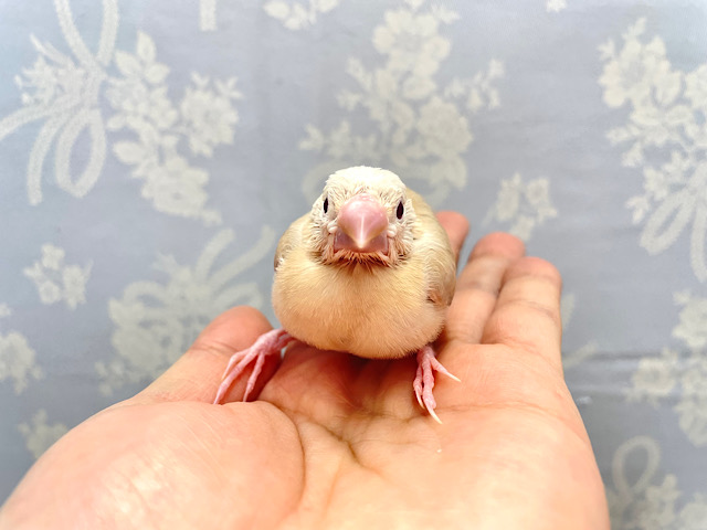 シナモン文鳥