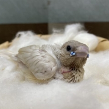 色味が出てくるのが楽しみなコキンチョウシルバー☆