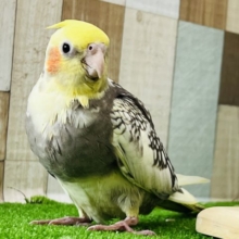 チョッキを着てる⁉︎パールパイドオカメインコ