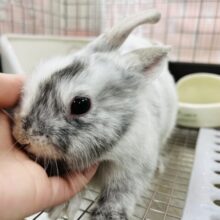 【最新画像更新！ベタ慣れ♡】マーブル模様が個性的☆ｽﾃｷです♬　ミニウサギ