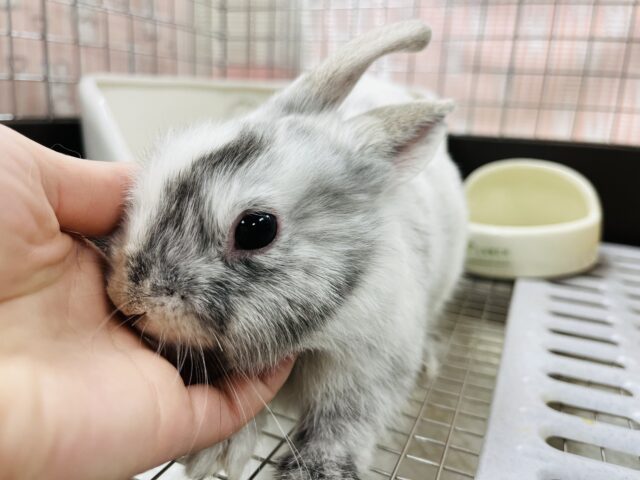 【最新画像更新！ベタ慣れ♡】マーブル模様が個性的☆ｽﾃｷです♬　ミニウサギ