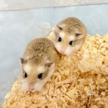 ビューン❤️ロボロフスキーハムスター　女の子　2022年10月生まれ