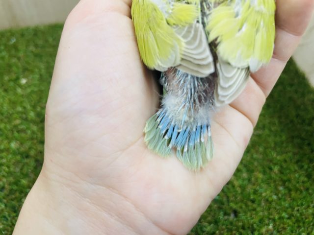 コザクラインコ（小桜インコ）