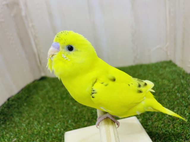 最新画像になりますよ！！黒模様少なめのキハルクです‼️ セキセイインコ　ハルクイン