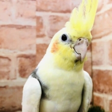 クリスマスまでの期間限定イベントpart２