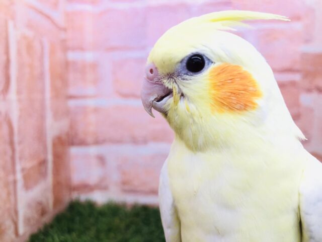 オカメインコ