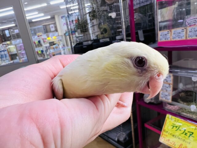 サザナミインコ