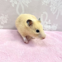 キンクマハムスター 女の子 2022年9月生まれ